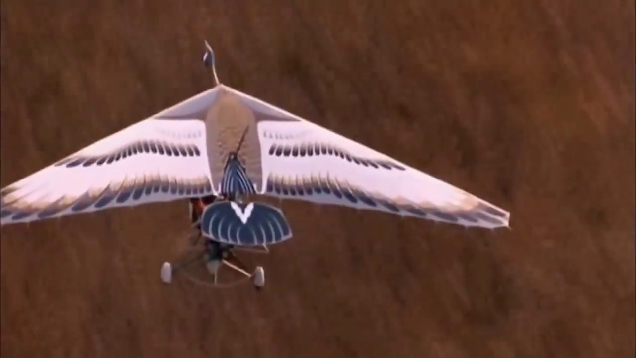 Fly away home