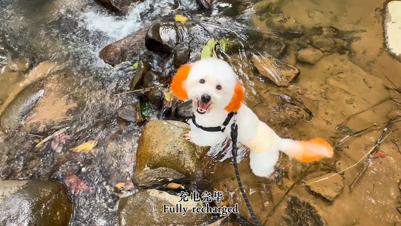 【EP01】Dodoo’s Vlog （ 24JAN2026 ）Mummy and I are going on a spring outing today