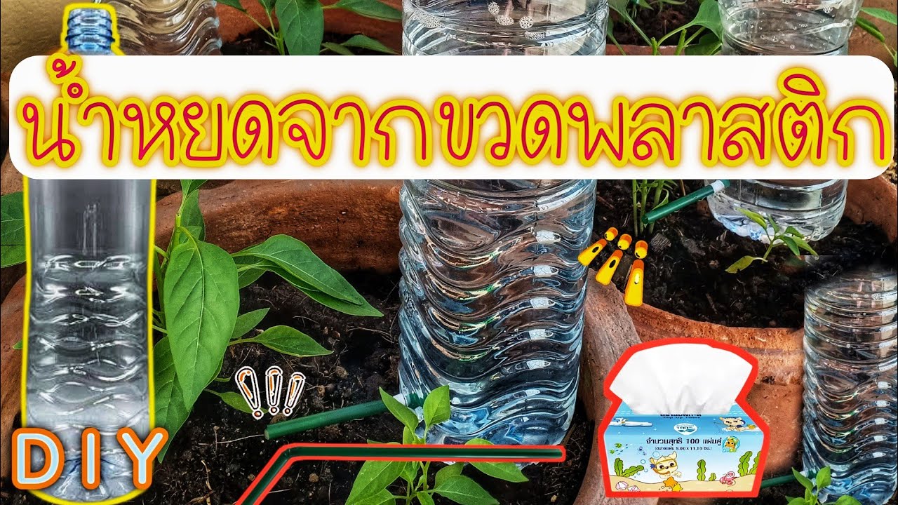 สุดยอดไอเดีย! น้ำหยดจากขวดพลาสติกขวดน้ำเหลือใช้กลายเป็นขวดน้ำอัจฉริยะประหยัดเวลา อยู่ไหนก็รดได้(DIY)