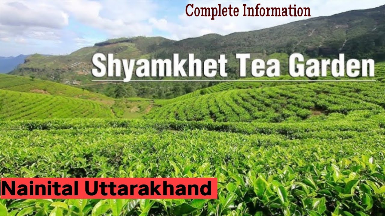 Tea Garden Uttrakhand | Tea Garden Shyam Khet    Uttrakhand | Unexplored Tourist Place Near Nainital