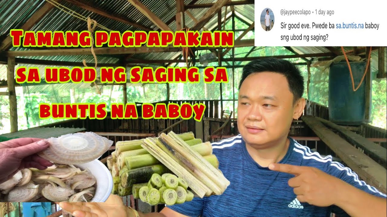 Pwede bang pakainin ng ubod ng saging ang buntis na inahing baboy | Ryan Patenio