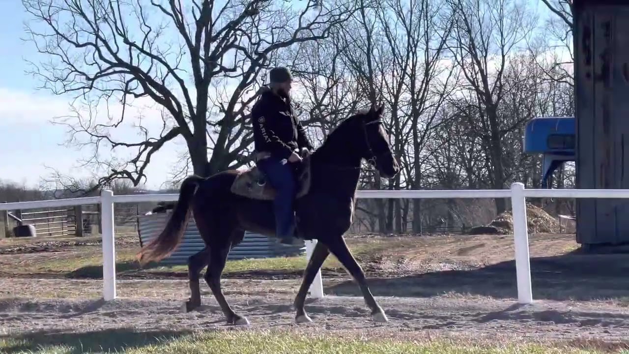Pacing-Gait Transformation of a Ex Big Lick Tennessee Walking Horse