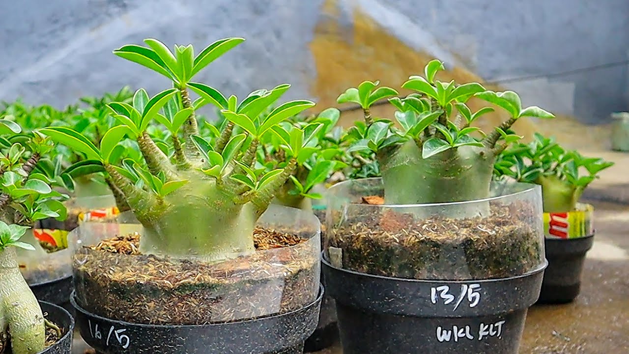 Базовый уход Простые и эффективные способы ухода за растениями Adenium Arabicum. Бонсай