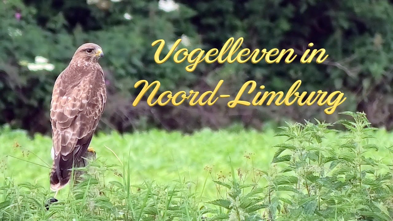 De Buizerd in VOGELLEVEN IN NOORD-LIMBURG