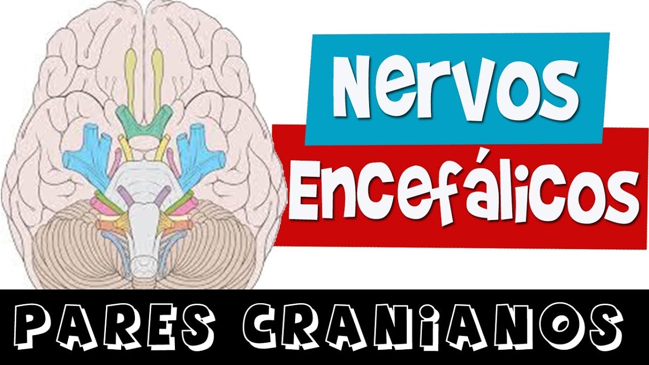 NERVOS ENCEFÁLICOS / PARES CRANIANOS (Aula completa) - Rogério Souza