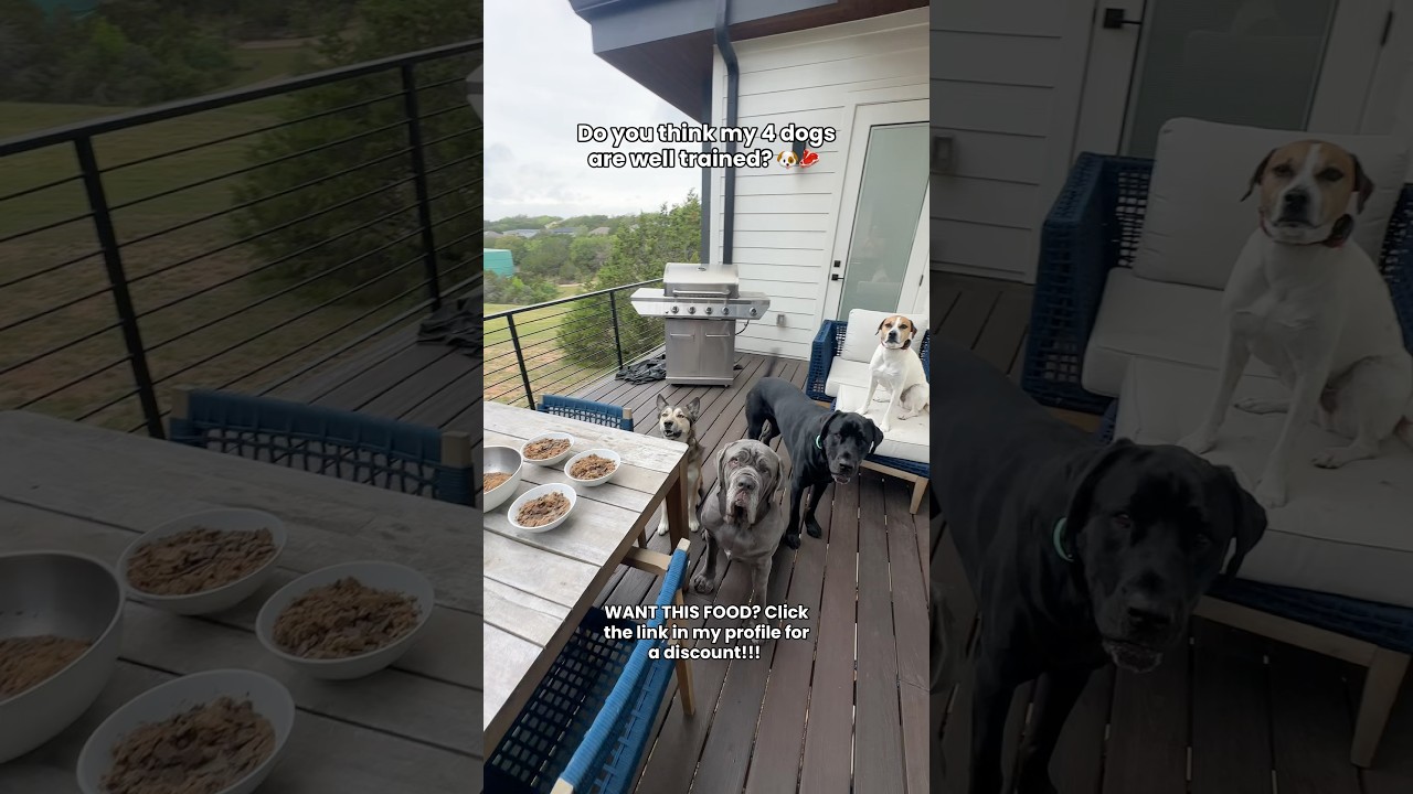 Как вы думаете, мои 4 собаки хорошо обучены? 🐶🥩 #сыраяеда #сыройкормдлясобак #едадлясобак #сыроед...