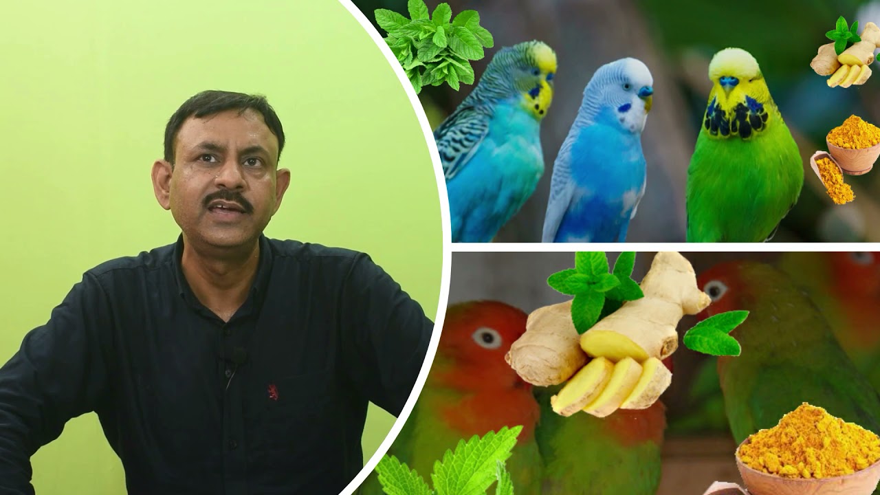 बीमार पक्षियों का घर पर उपचार कैसे करे || Birds घरेलू उपचार || Dr Nagender Yadav