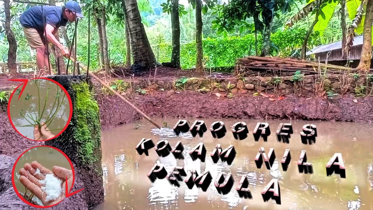 Minggu Ke-2 Kolam Ikan Pemula On-fire🔥: Irigasi Lancar, Adaptasi Sukses, Makan Rakus!