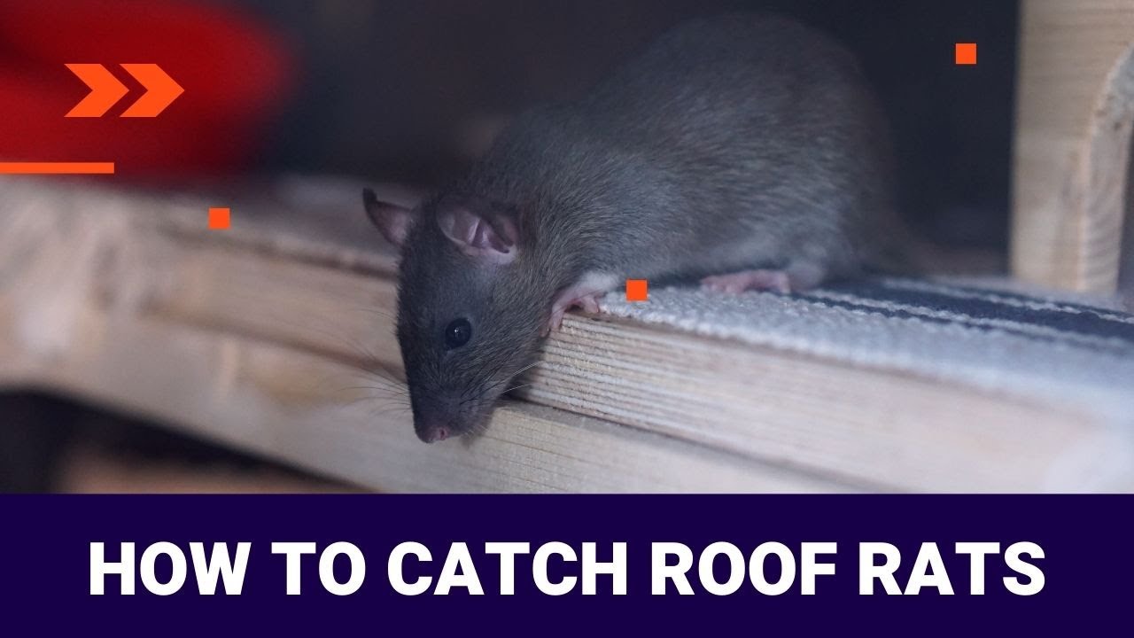 How to Catch Roof Rats - 3 Ways to Catch Roof Rats | The Guardians Choice
