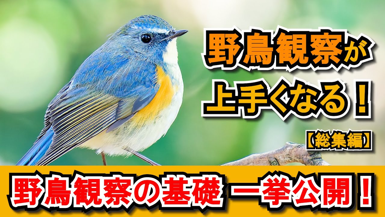 【超有料級】野鳥観察の重要ポイント総まとめ！初心者が一気に上達する方法【総集編】