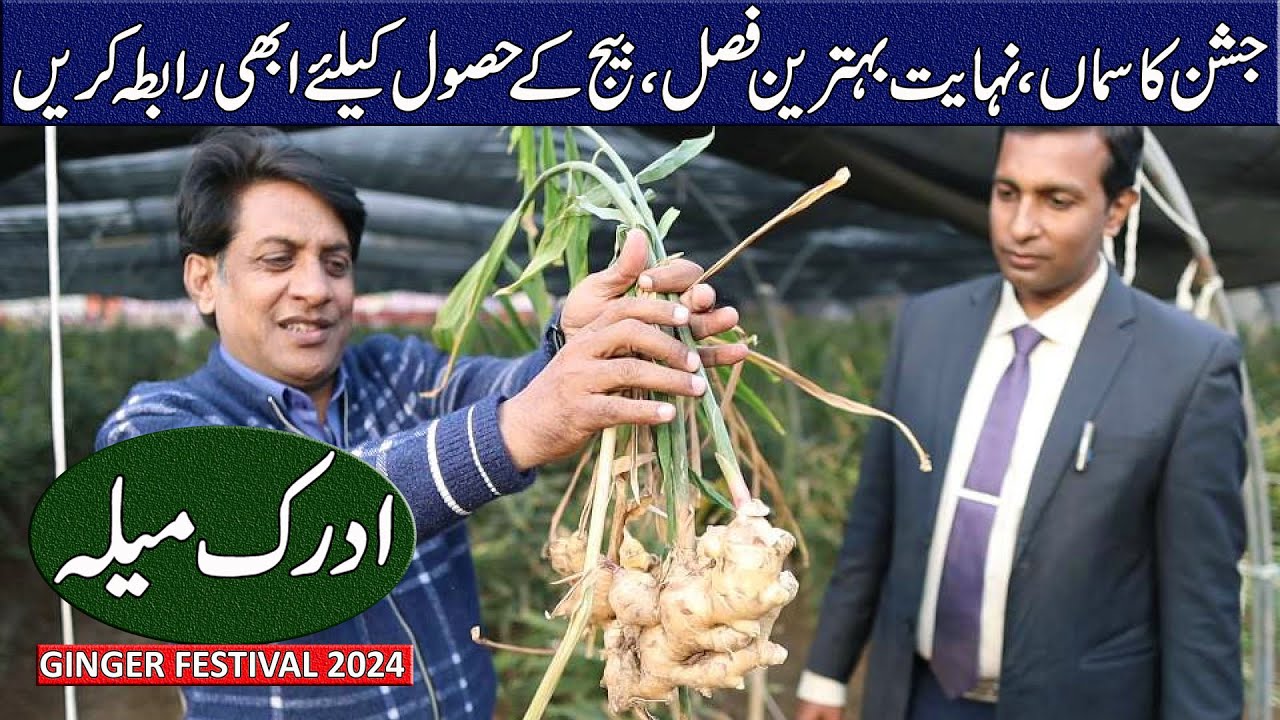 Ginger Festival 2024 | Dawri Agro-Farms Rawalpindi | Agri-Tourism in Potohar @GingerPakistan