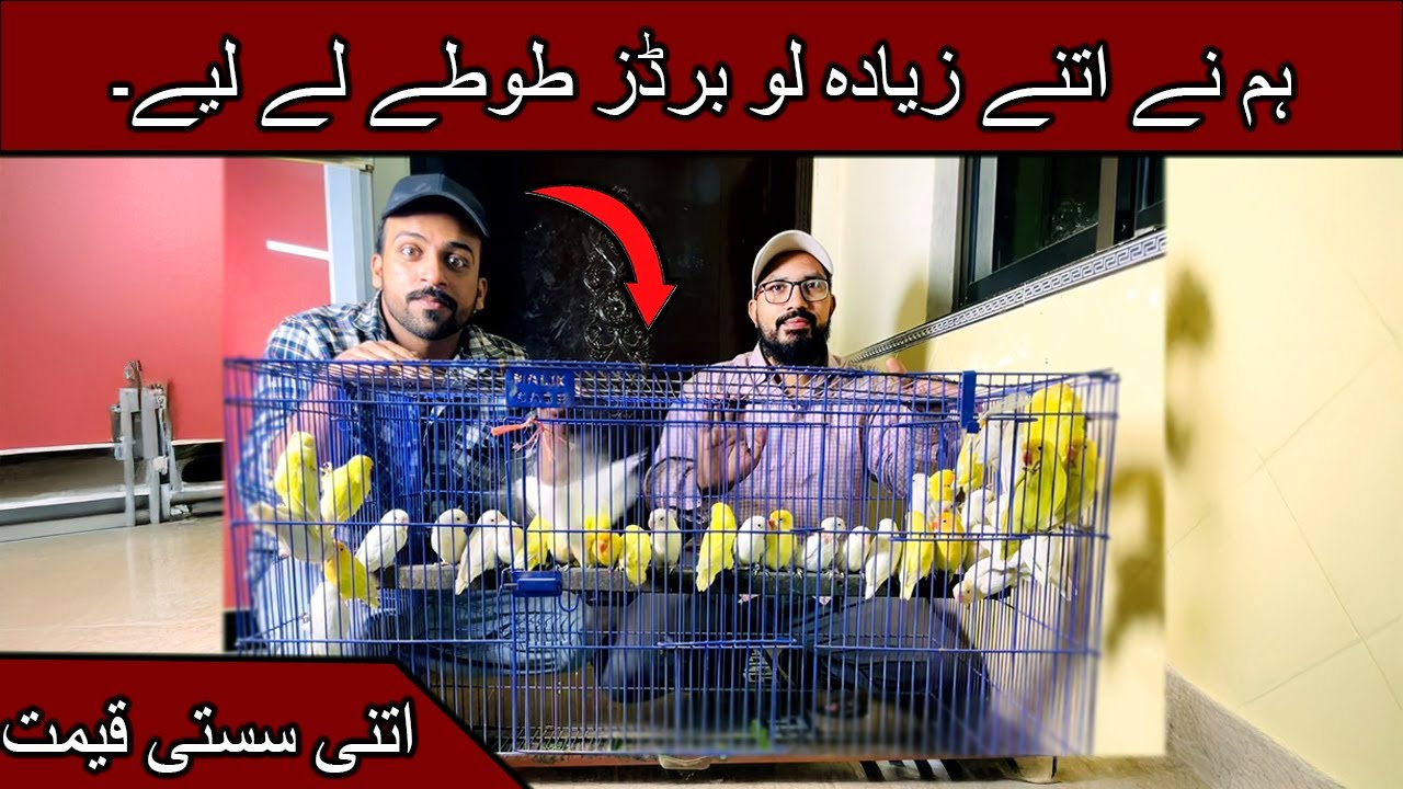 Я купил более 40 птичек Love Birds | Огромная коллекция Love Birds | Распаковка новых птичек