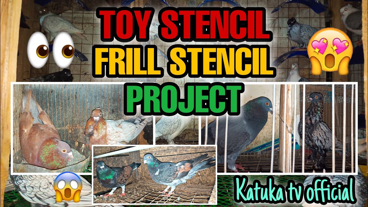 #133 PAANO MAG BREED NG RARE COLOR PIGEON GAMIT ANG RACING PIGEON AT ORIENTAL FRILL?! #kalapati