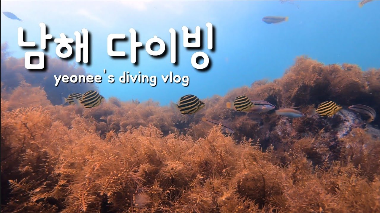 남해 스쿠버 다이빙 ㅣ 남해 미조잠수 ㅣ 바다탐험도전 침대버스 ㅣ 거북이를 보았다!! ㅣ Diving vlog🐢
