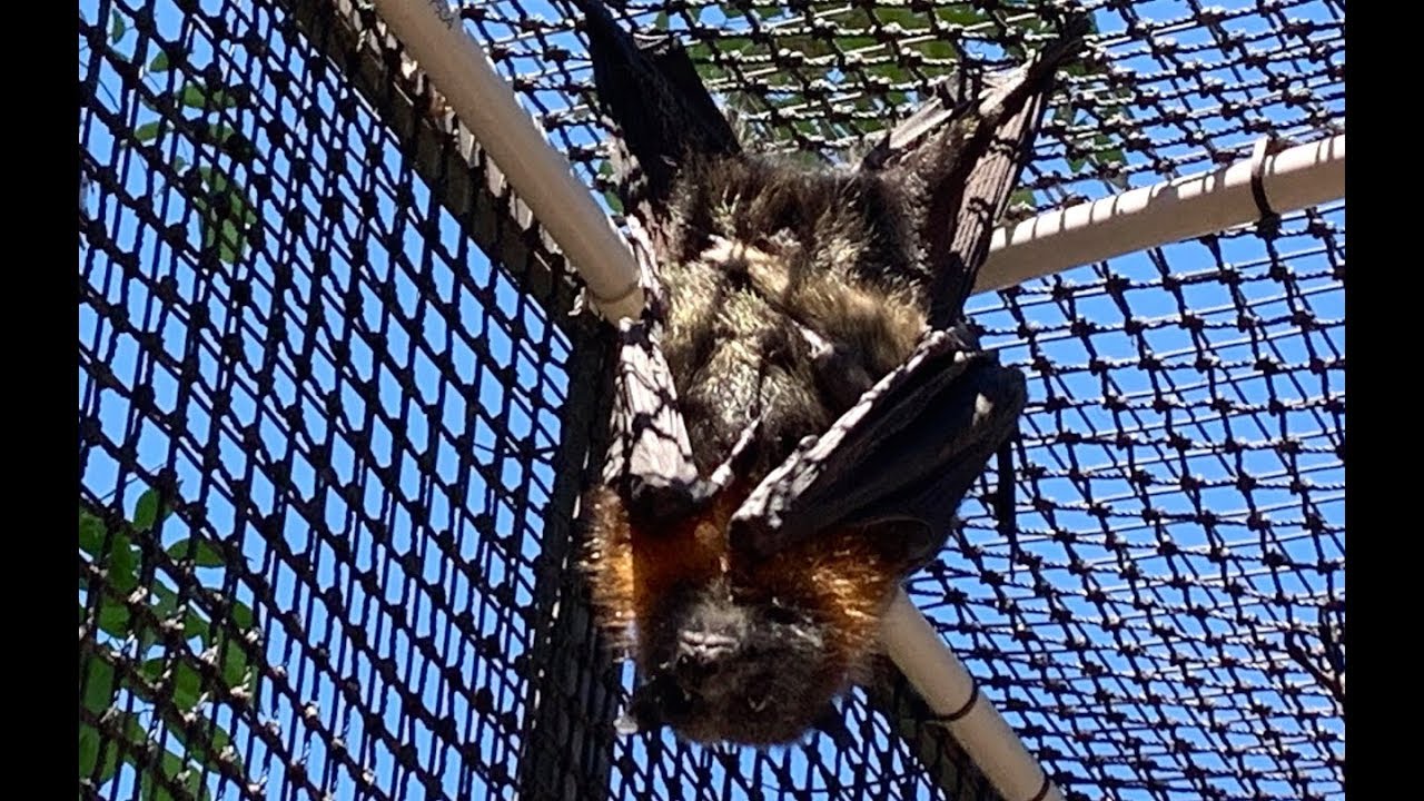 Transporting flying-foxes to the Shoalhaven