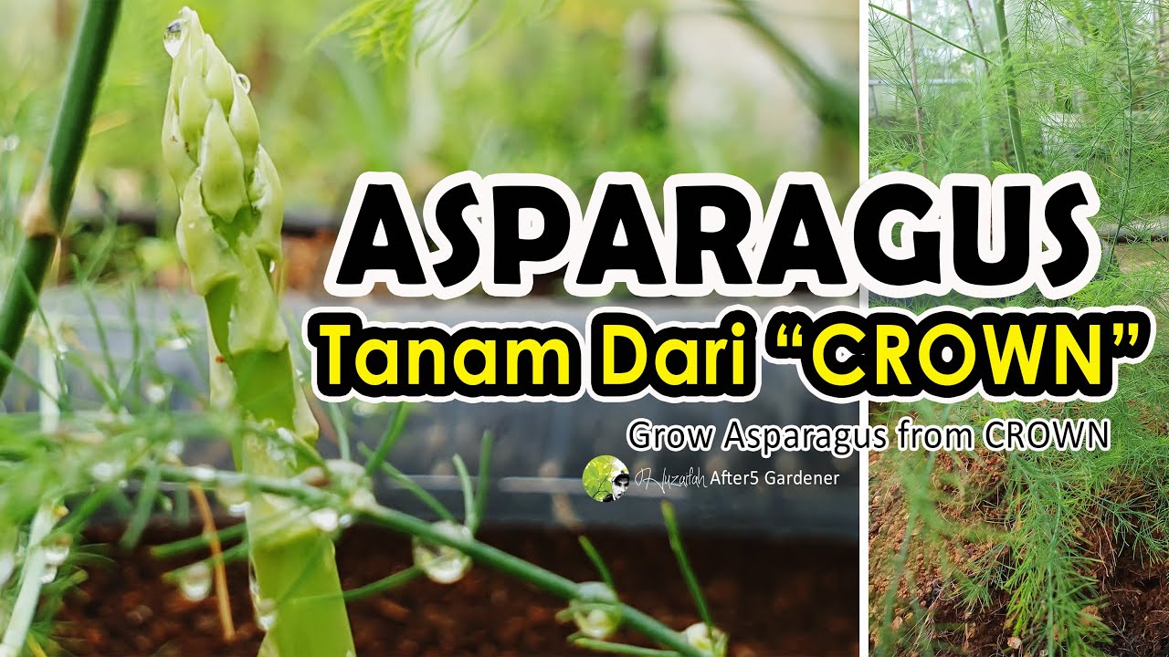 Tanam Asparagus dari Crown || Grow Asparagus From Crown