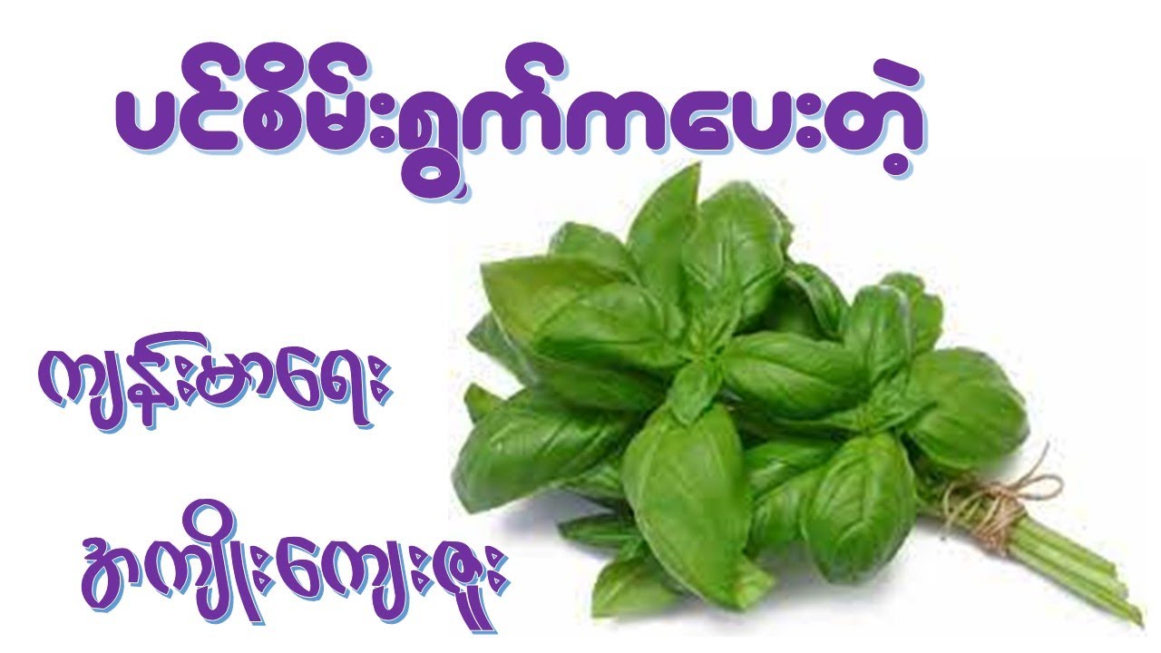 ပင်စိမ်း ရဲ့အကျိုးအာနိသင် (၃၁) မျိုး   I  Health Benefits of Basil