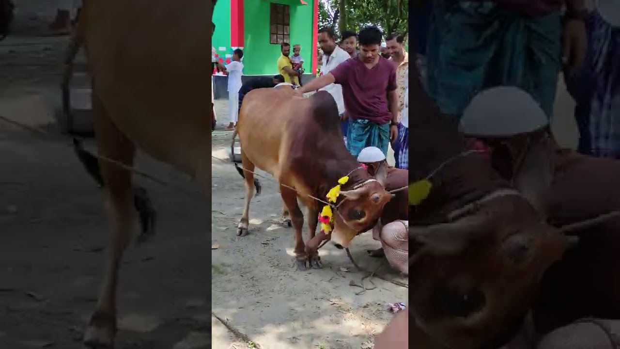 Eid ul Adha Animals 2022 | Cow Tiktok | Cow Lover | Qurbani Eid Janwar | whatsapp status #Shorts 178