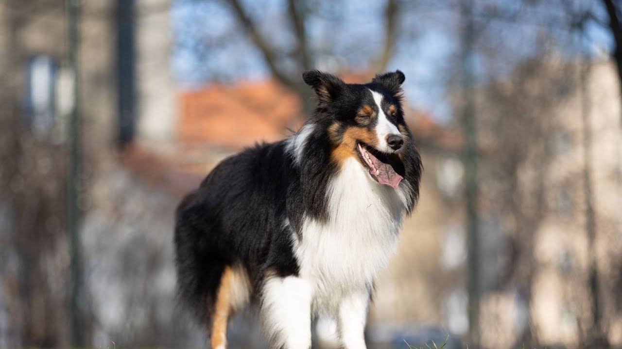 Managing Your Shetland Sheepdog s Barking Behavior
