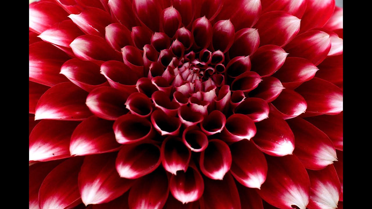 Dahlia Show Universe, San Francisco (CZJ 80mm 1.8, CZJ 50mm 1.4)