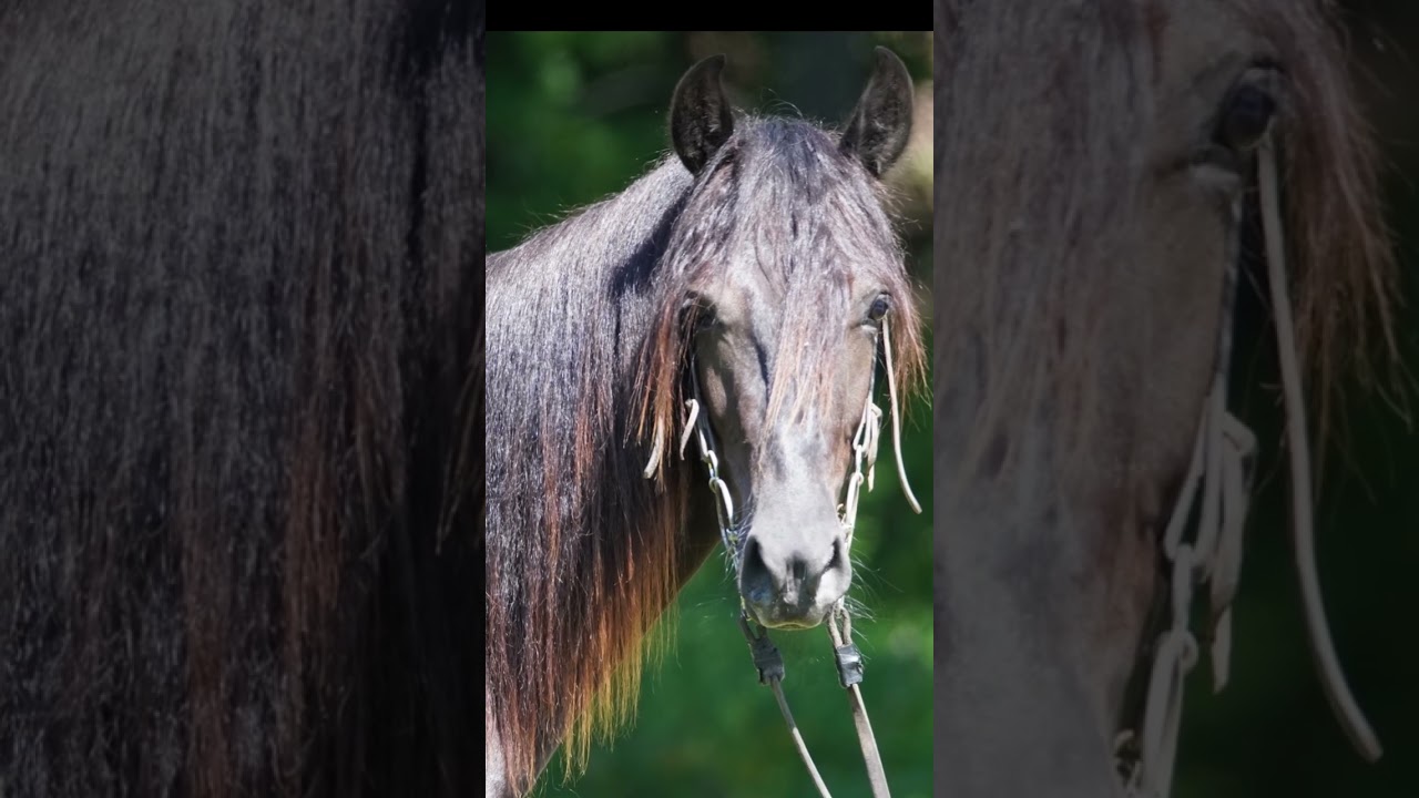 Night Hawks Nad News colt Rocky Mountain