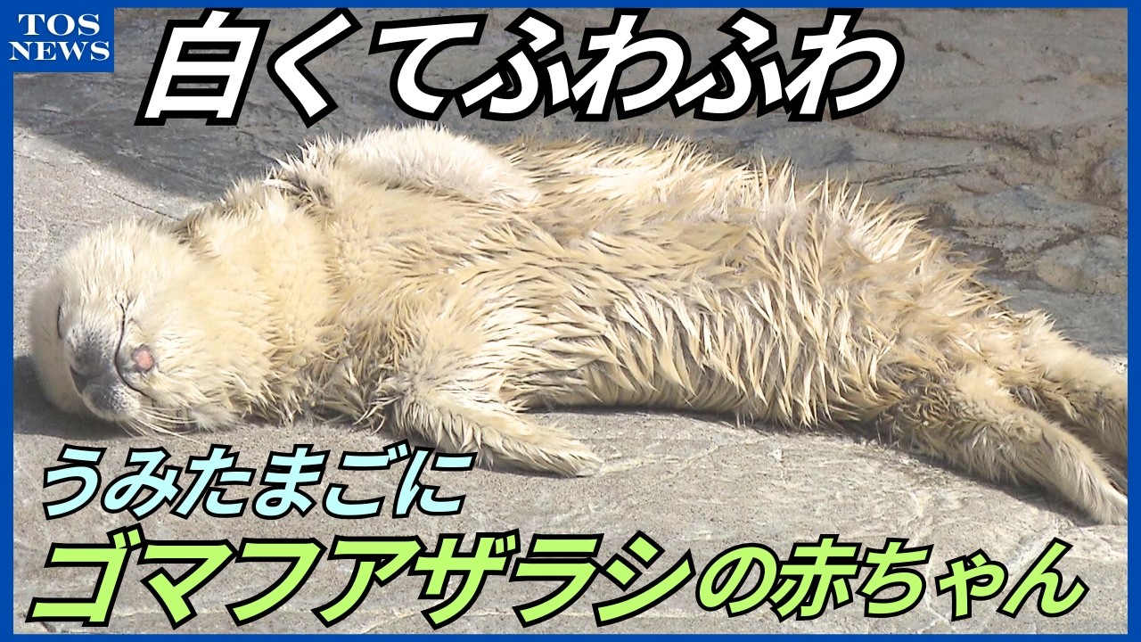 うみたまごでゴマフアザラシの赤ちゃん誕生　今しか見られない白くてふわふわした姿が人気に　大分