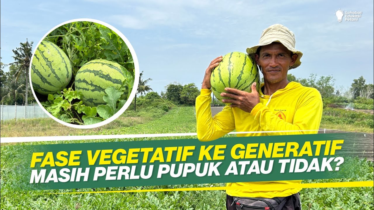 POLA PEMBERIAN PUPUK SEMANGKA DI LAHAN PASIR ‼ DIPUPUK SETIAP HARI TAPI DIJAMIN TIDAK RUGI ‼