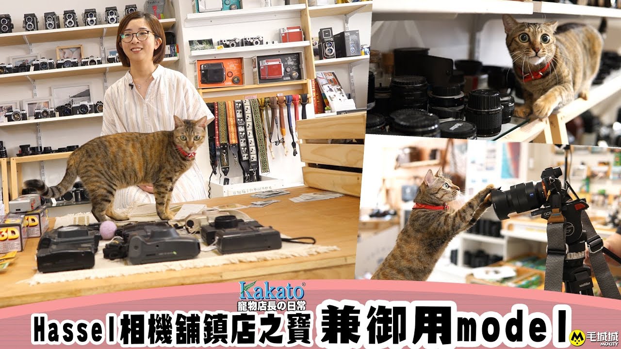 【Kakato 特約 寵物店長之日常】 Hassel相機舖鎮店之寶兼御用model