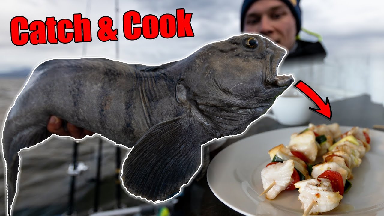 SO fängst du SEEWOLF (Steinbeisser) in Norwegen🙌🏽 // Catch, Clean, Cook