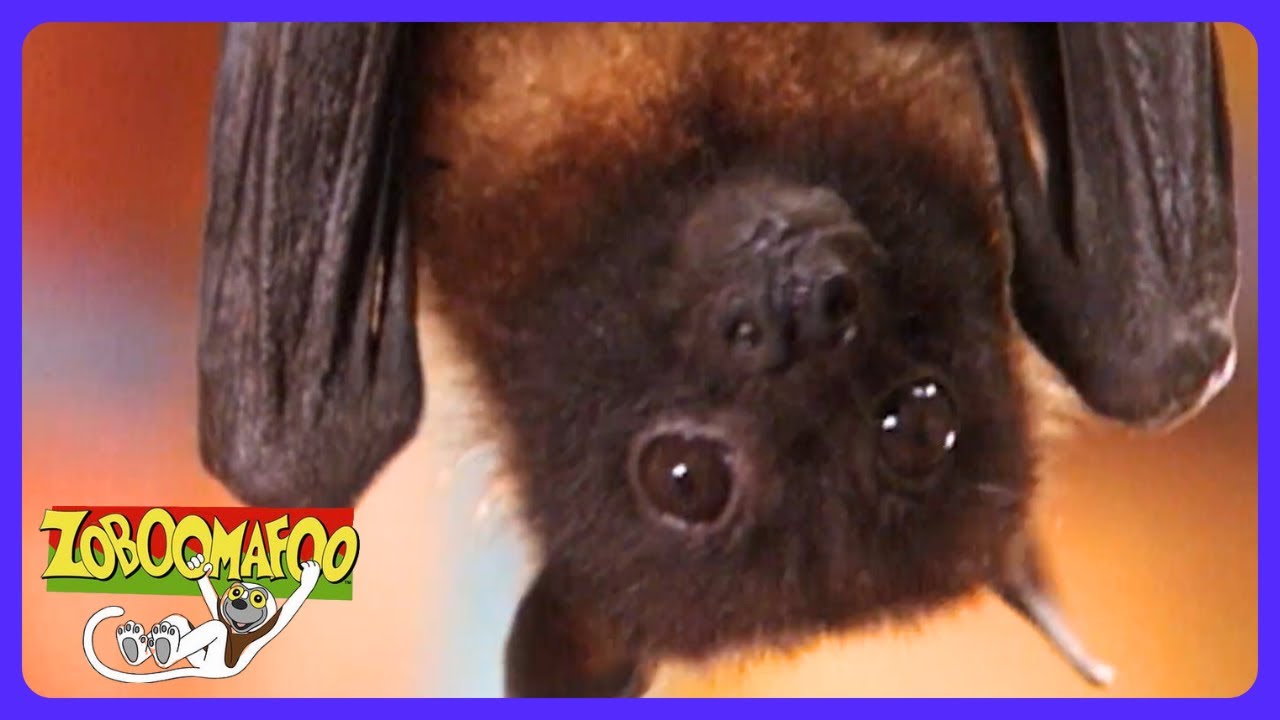 Zoboomafoo - Apprendre à voler ! | TV Kids | WildBrain Maison de Jeu
