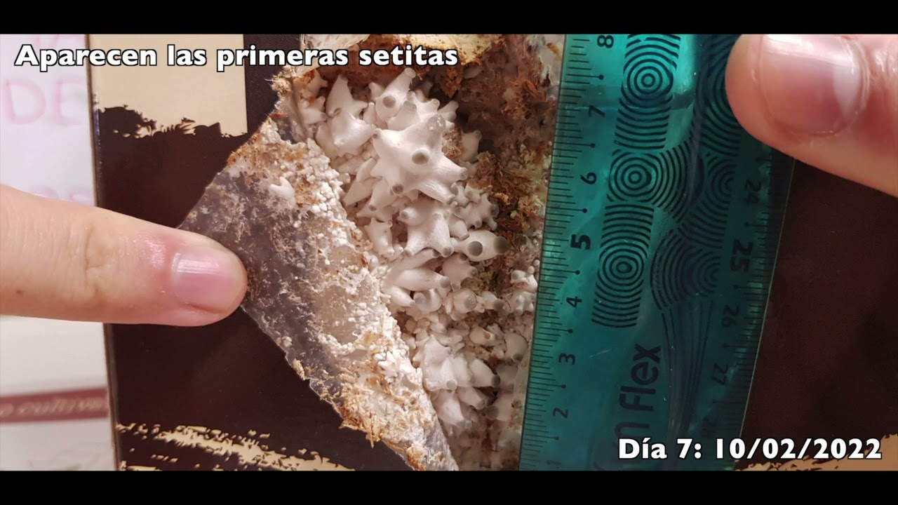 Cultivo y observaci&oacute;n de setas de cardo, Pleurotus ostreatus