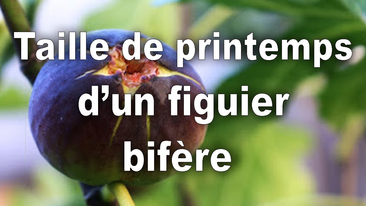 Figuiers, Taille figuier bifère printemps 2020