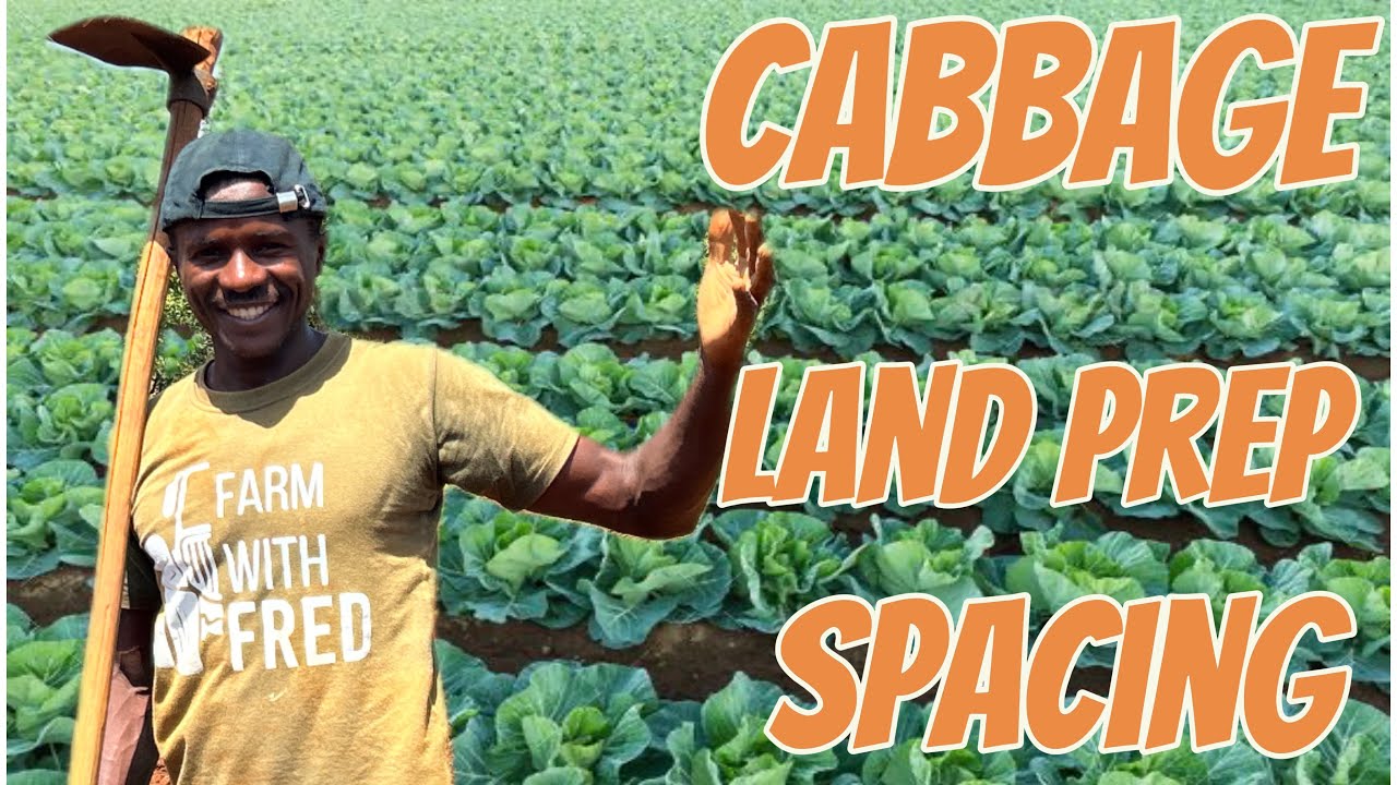 I Grew 1,000 Cabbages in My Backyard