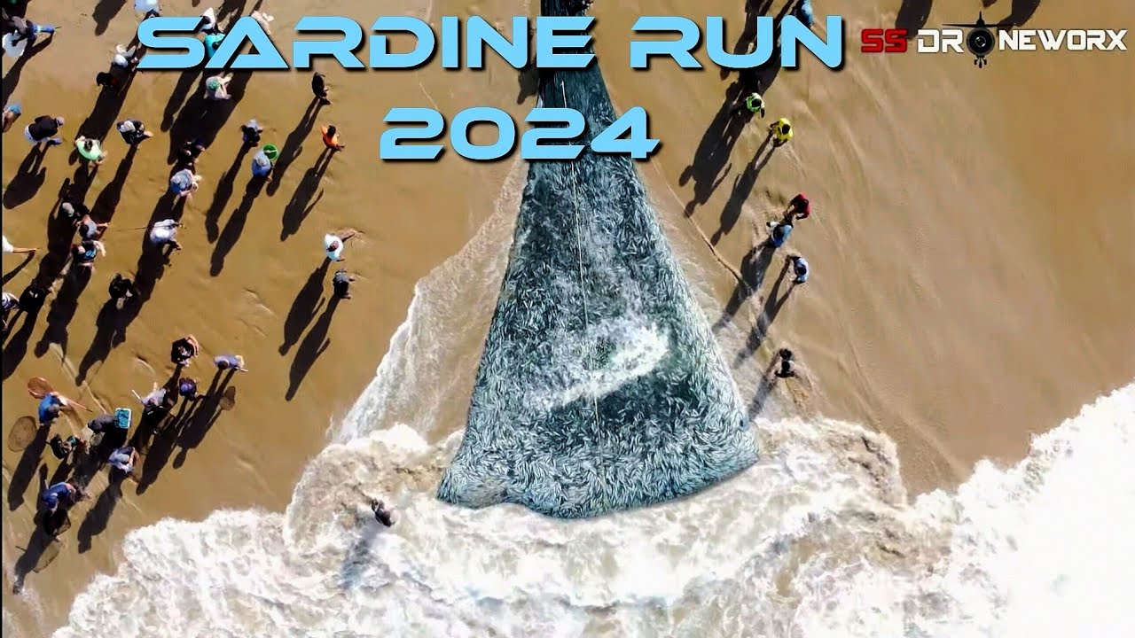 Sardine Run 2024