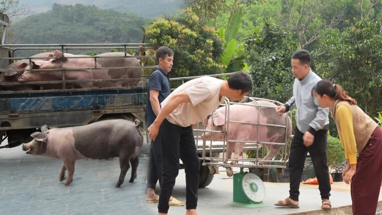 Pork prices are rising sharply. As a result, farmers no longer have pigs to sell. ( Ep 406 )