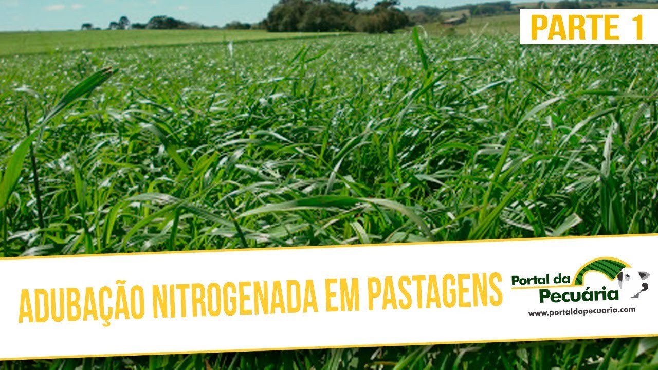 Adubação nitrogenada em pastagens - Parte 3
