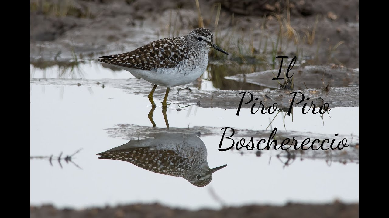Fotografia Naturalistica.. il Piro Piro Boschereccio