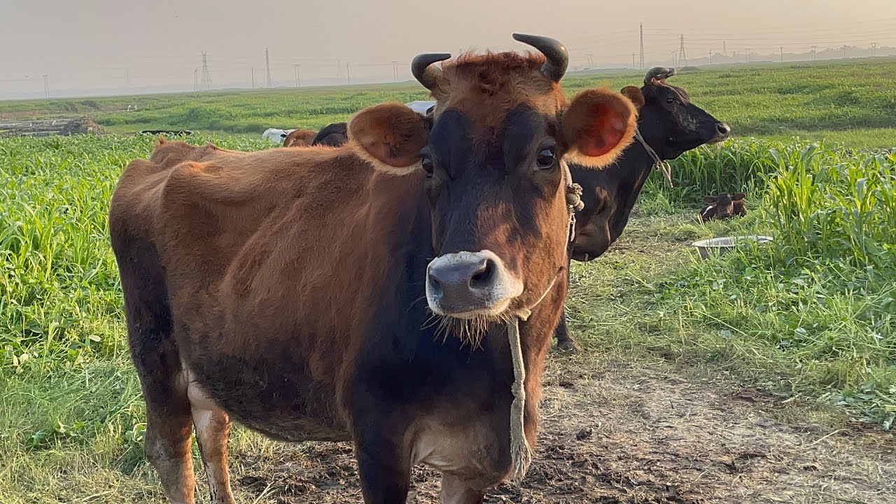আলহামদুলিল্লাহ বগুড়া টপ কোয়ালিটি জার্সি বিক্রি হয়ে গেলো ০১৭৫৩৩৯১৯২০ সাগর #জার্সি #cow #4k