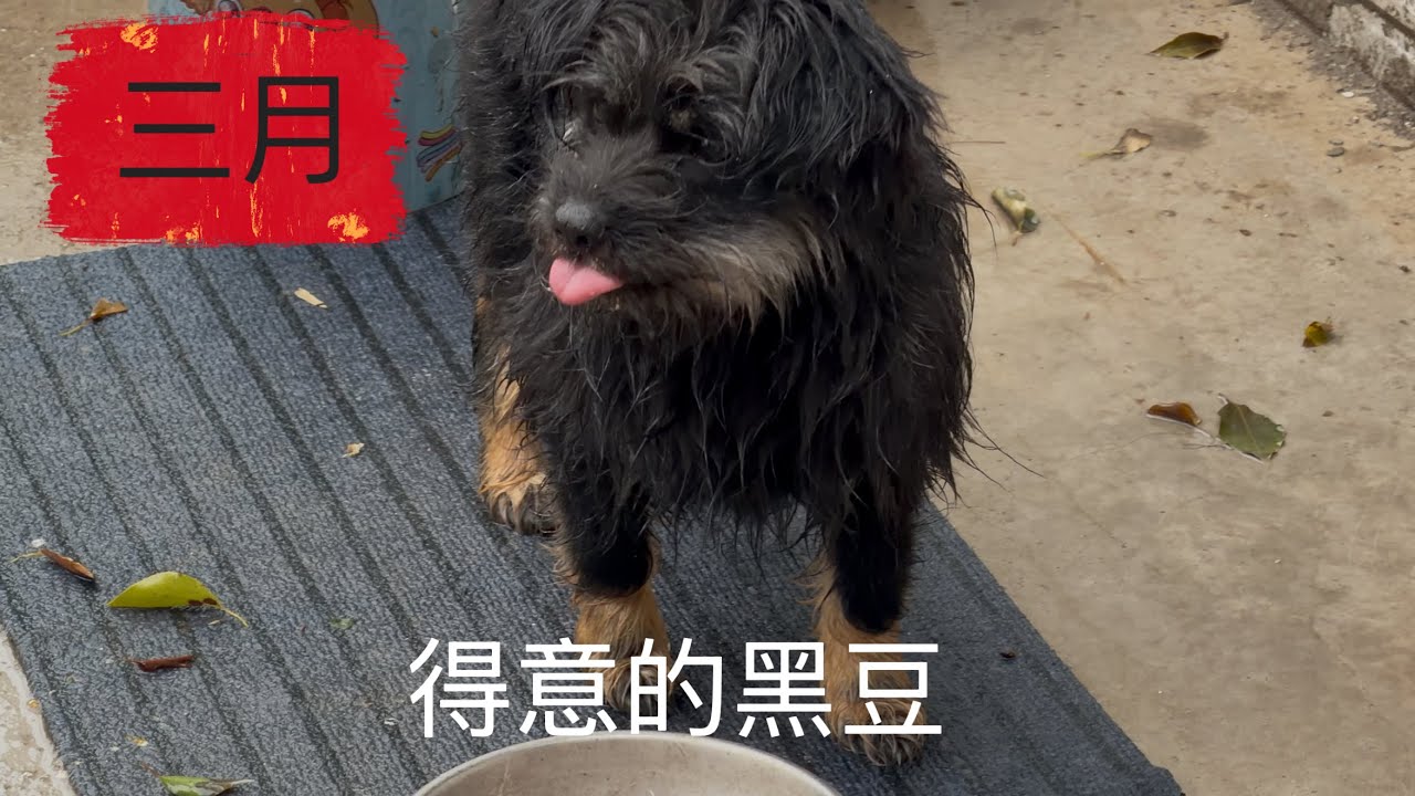 河南降温雨雪天气，给毛孩子加餐补充体能热量，没成想最后的赢家竟然是黑豆狗