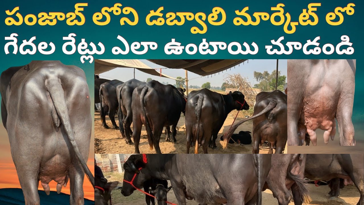 పంజాబ్ లోని డబ్వాలి మార్కేట్ లో గేదల రేట్లు ఎలా ఉన్నాయో చూద్దాం buffalo’s prices in punjab dabwali 
