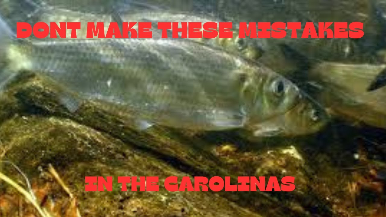 DON'T MAKE THESE MISTAKES ON BLUEBACK HERRING LAKES!!!