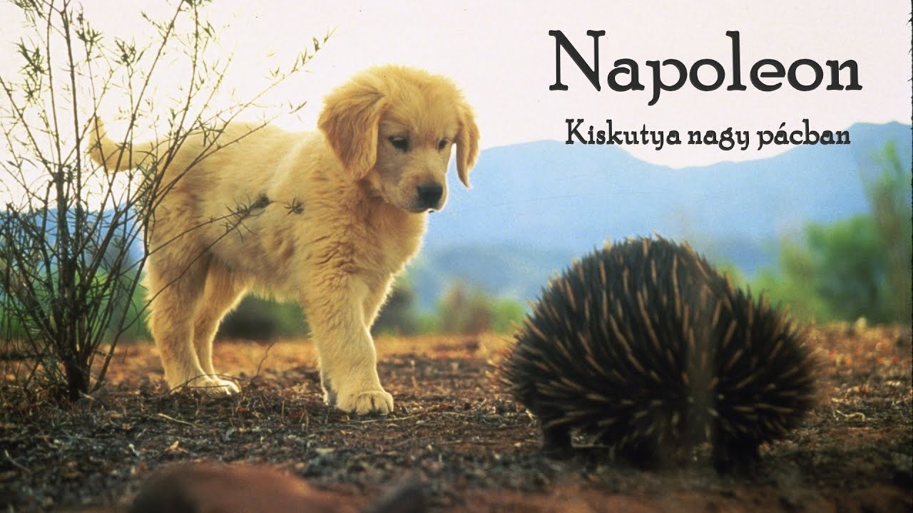 Nap&oacute;leon - Kis kutya, nagy p&aacute;cban (1996) 🎞