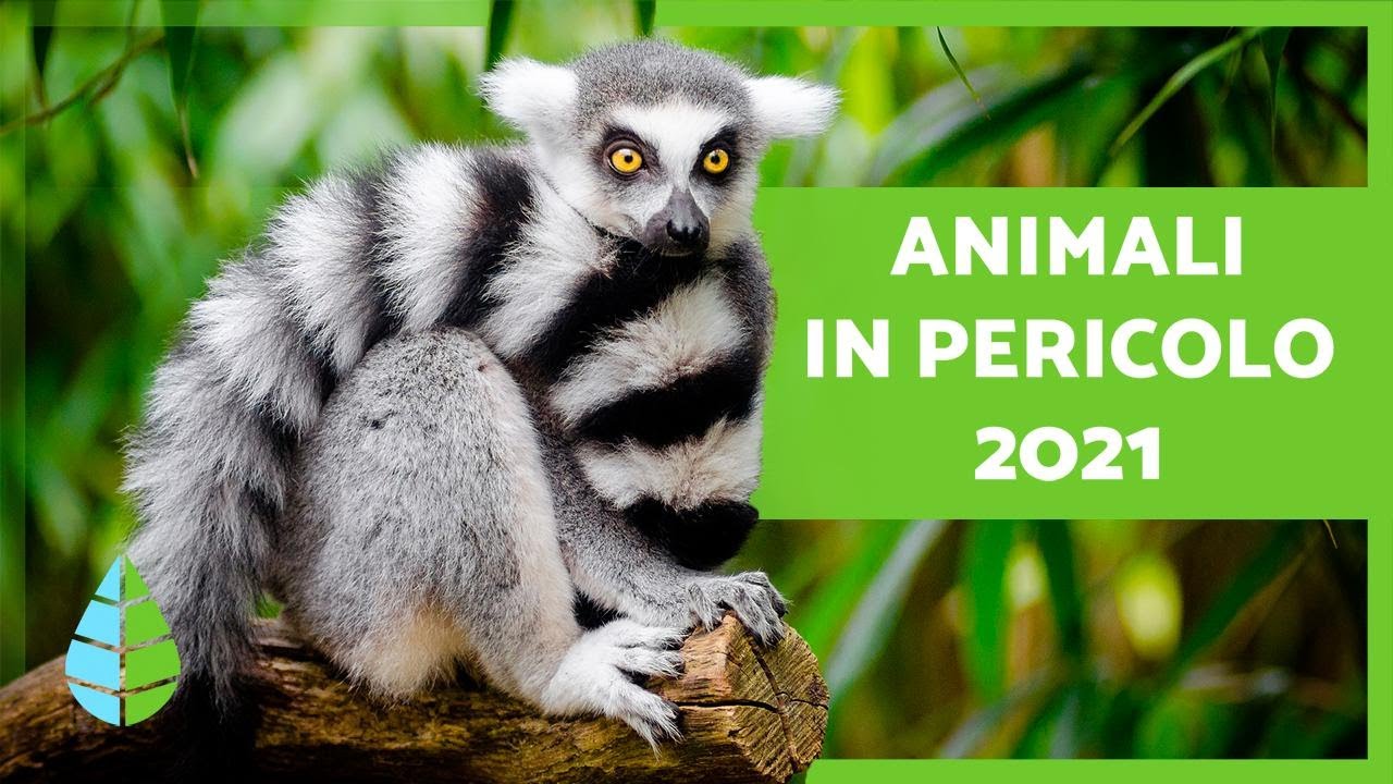 Animali in PERICOLO di ESTINZIONE 2021 🐬⚠️