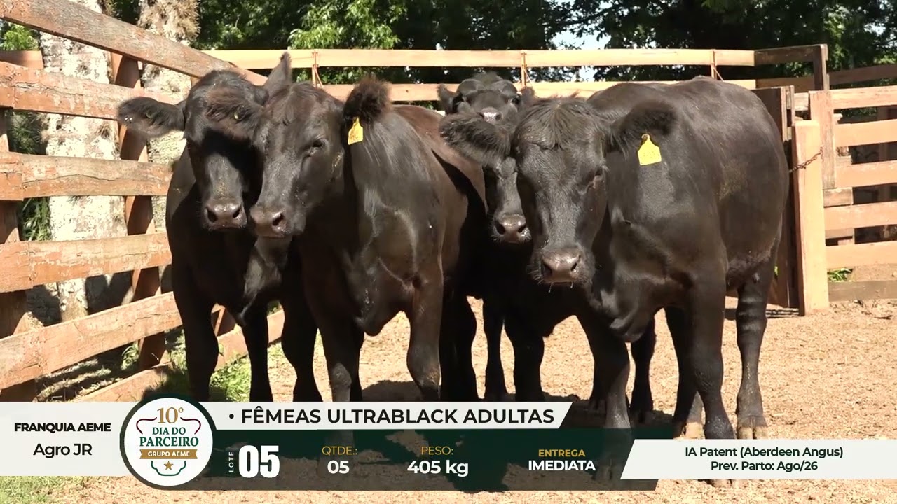 LOTE 05 - 10° Dia do Parceiro Grupo AEME - 06 e 07 de Fevereiro de 2026 Etapa das Fêmeas