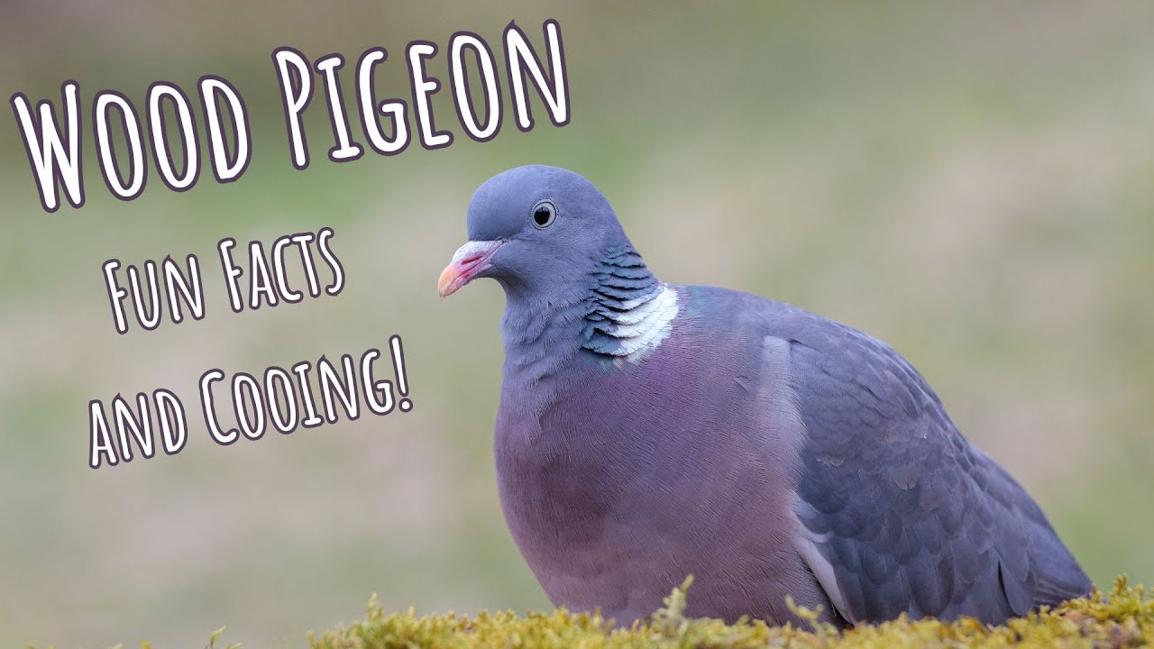 Common Wood Pigeon | Unique Coo and Unusual Eyes!