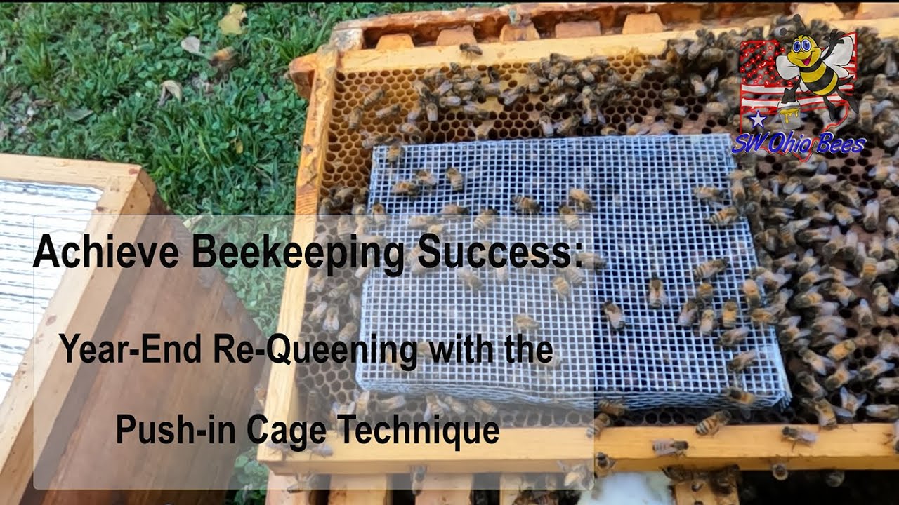 The Push-in Cage: For Smooth Year-End Re-queening