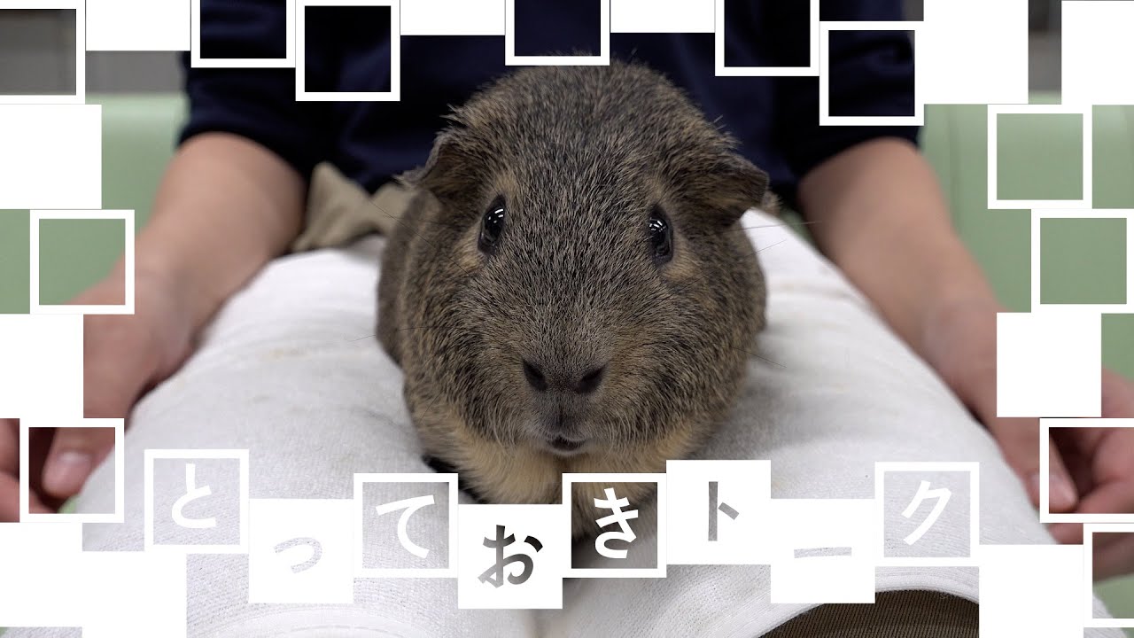 とっておきトーク：上野の子ども動物園すてっぷのモルモット