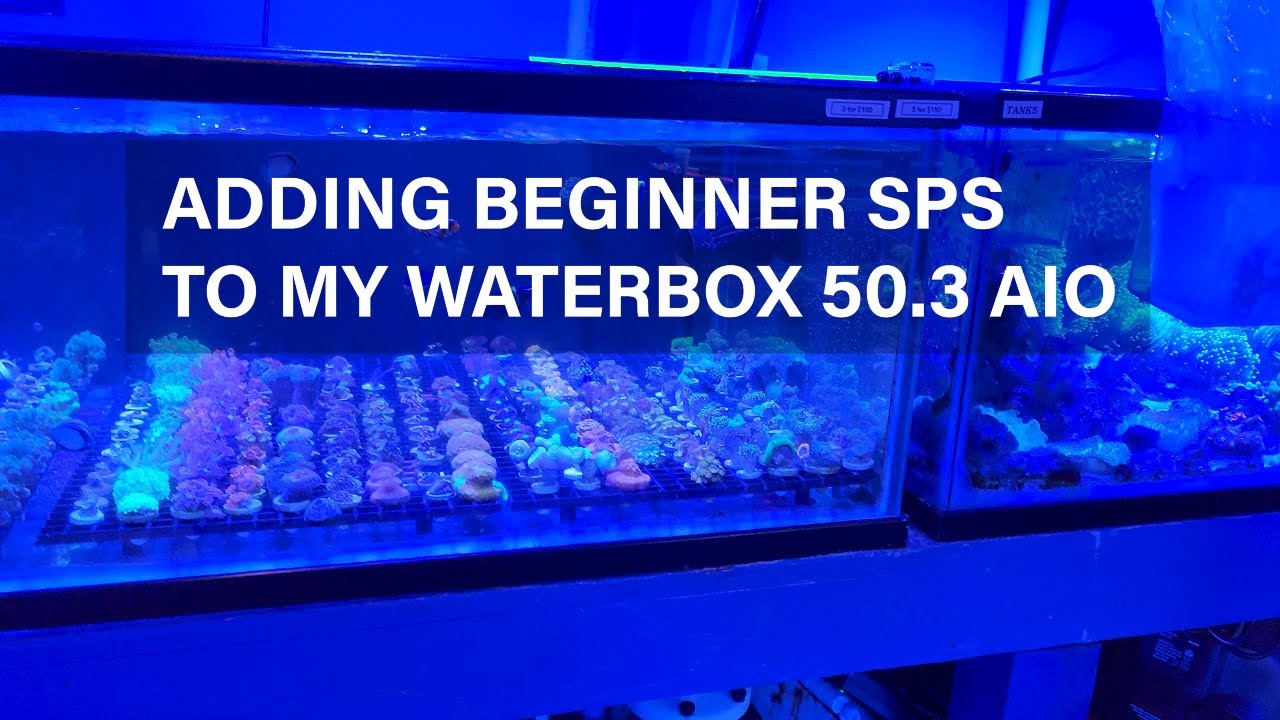 Waterbox 50.3 AIO Update - Adding beginner sps corals