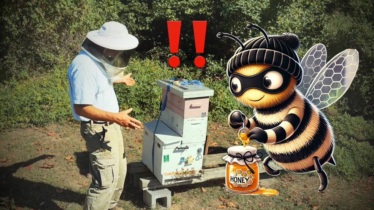 Hive Robbing 101: What To Do If Your Hive Is Being Robbed And How To Prevent It