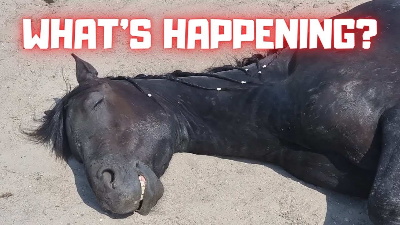 WOW! What's happening? This is really very special! | Friesian Horses
